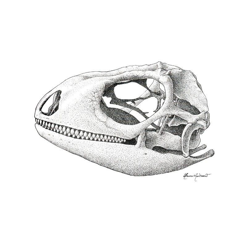 Teiú Lizard Skull - Ink