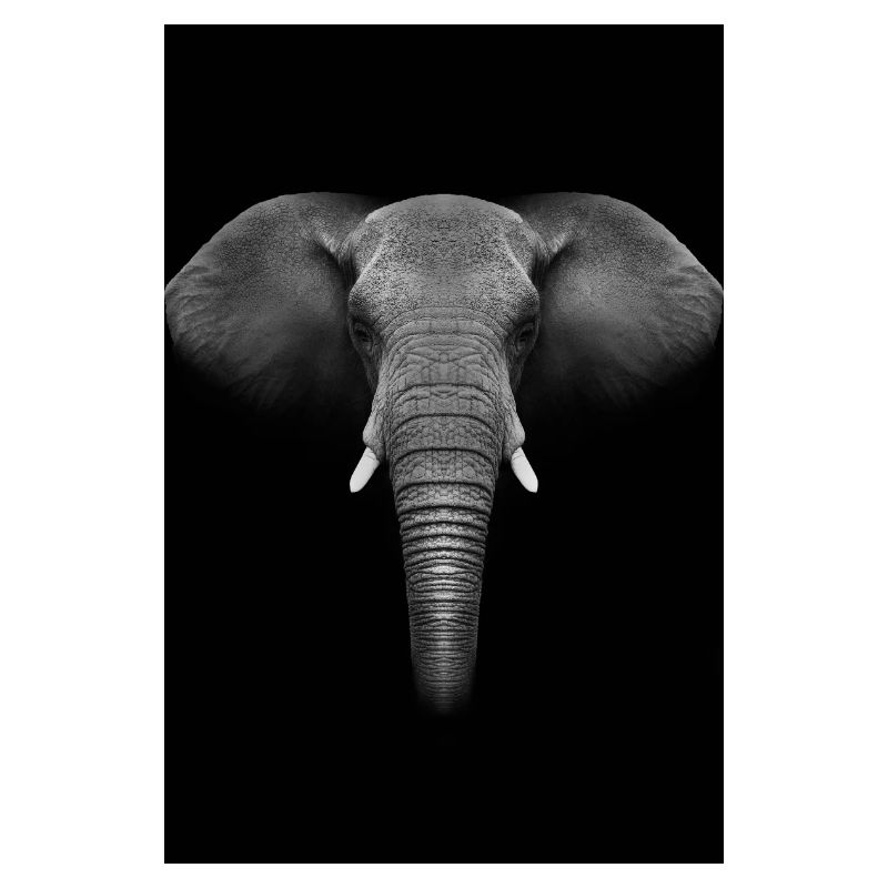 Elephant animal records