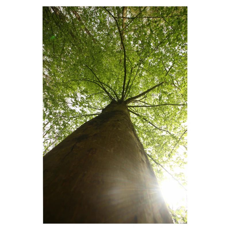 Beech at a low angle in spring