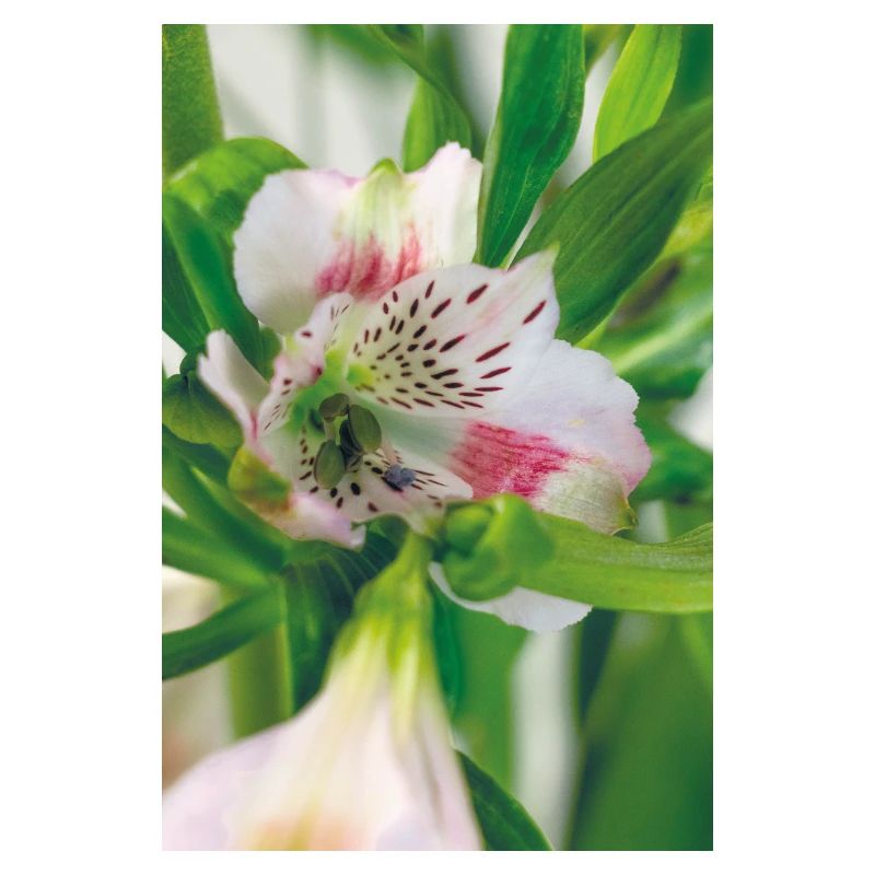 Bouquet Lys Blanc Rose Vert Branches Feuilles