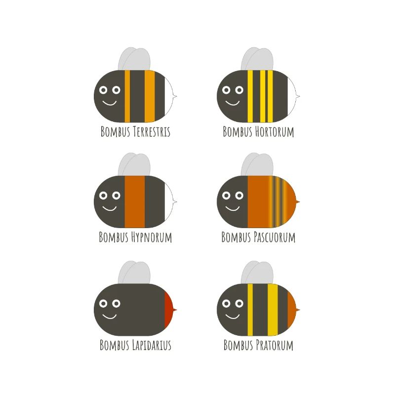 Bourdons Affiche avec différentes espèces