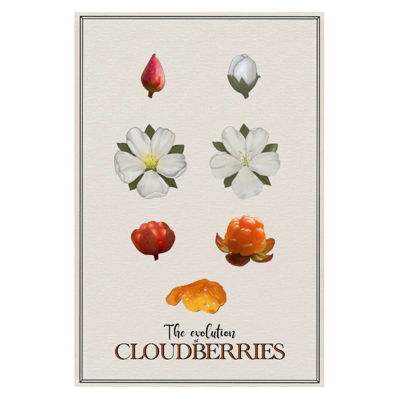 L’évolution de la chicouté Affiche