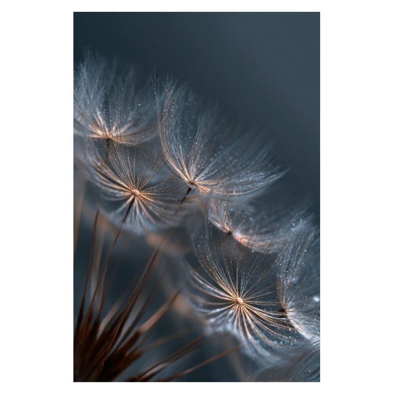 Dandelion Dewlight