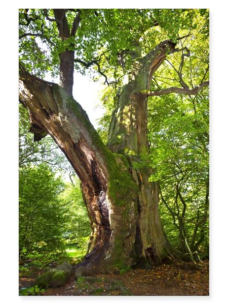 alter Baum
