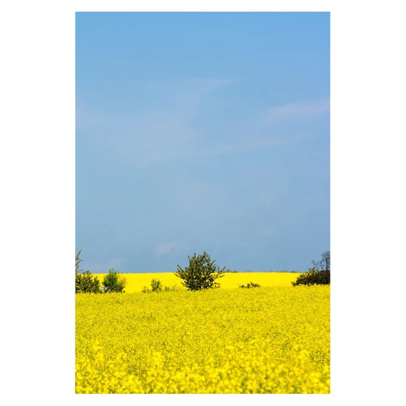 Rapsfeld