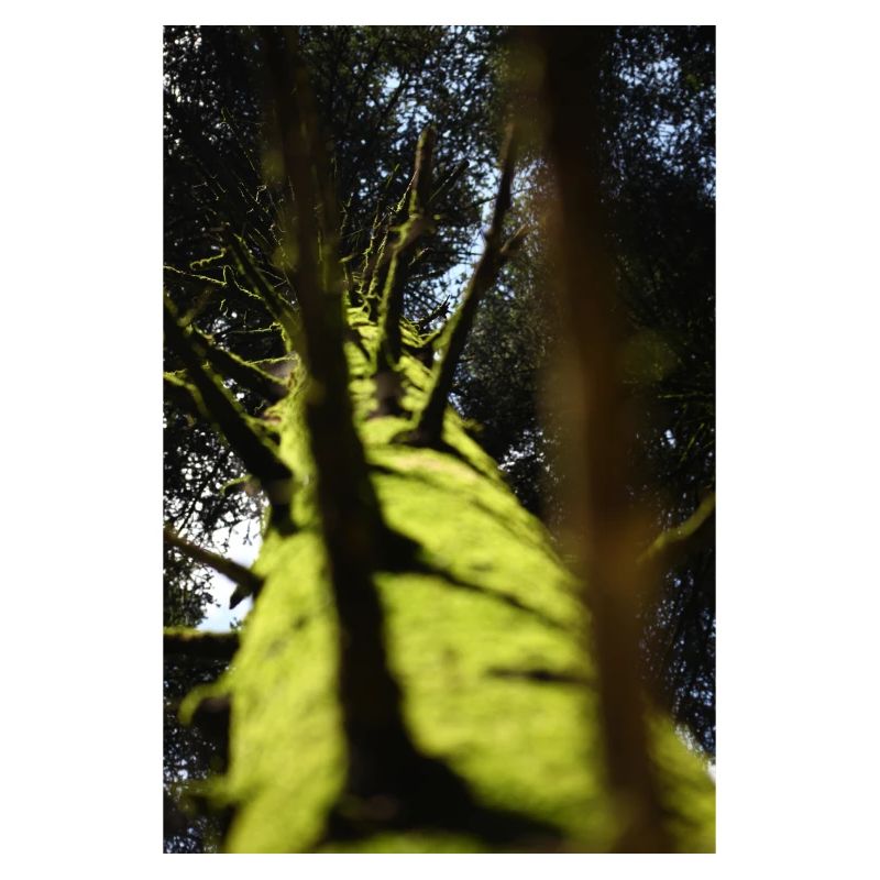 Low-Angle Tree Douglas fir