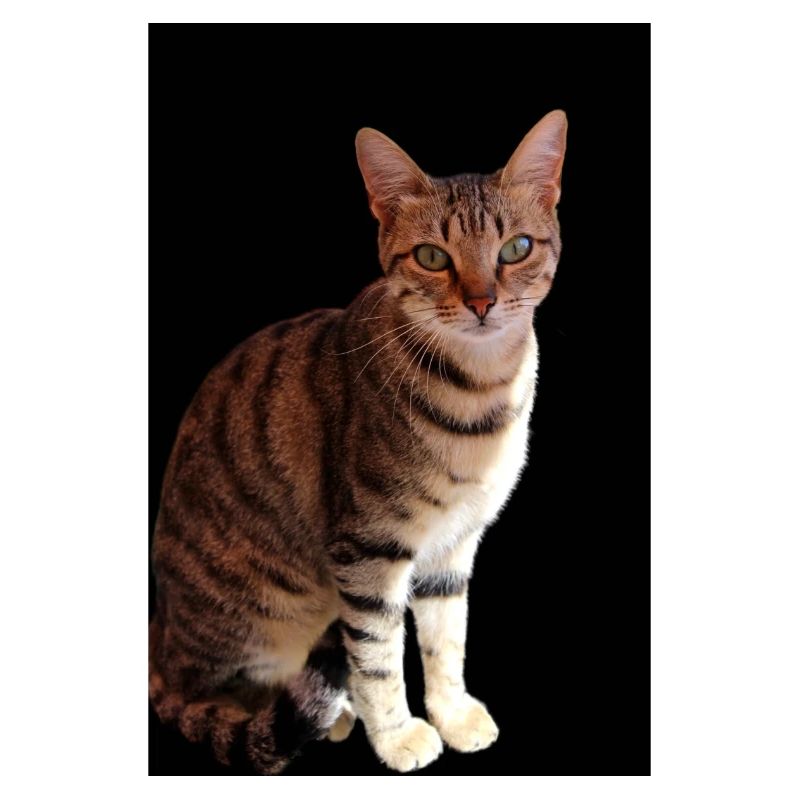 Katze Katze süßes Kätzchen
