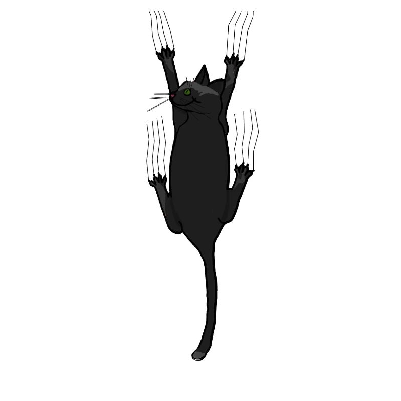 Cat, cat lover