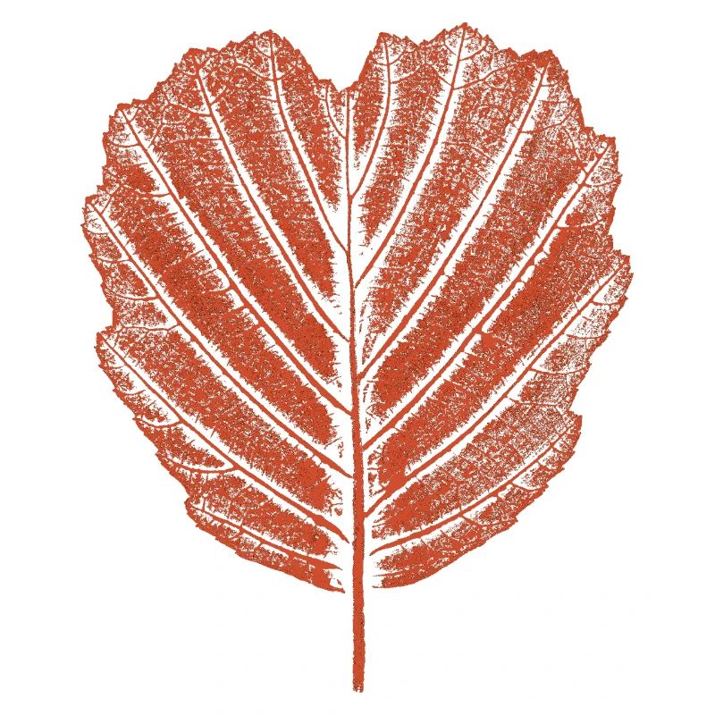 Alder Leaf - Botany