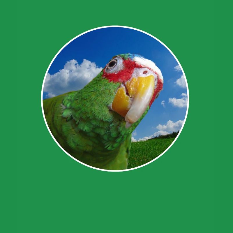 White-fronted Amazon