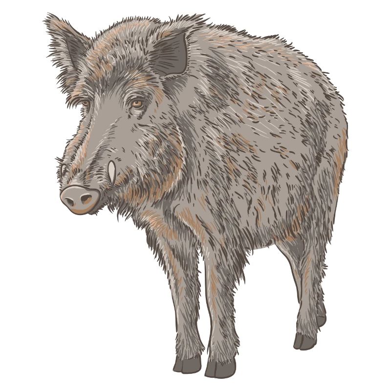 Boar