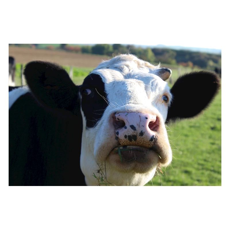 Affiche vache
