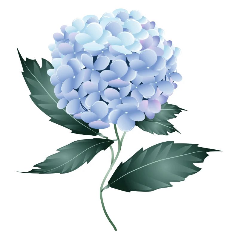 A delicate blue hydrangea - Fascinating flower