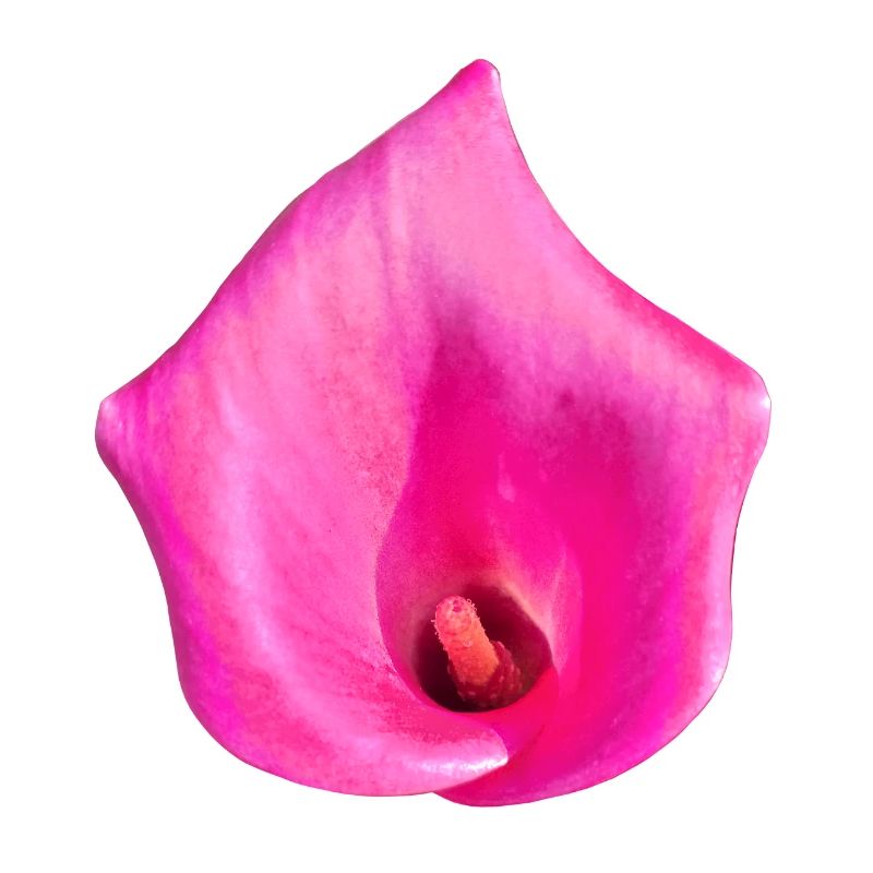Pink Calla Blossom