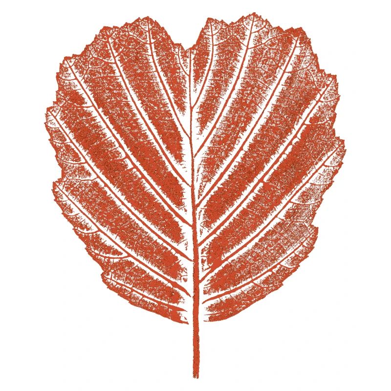 Alder Leaf - Botany