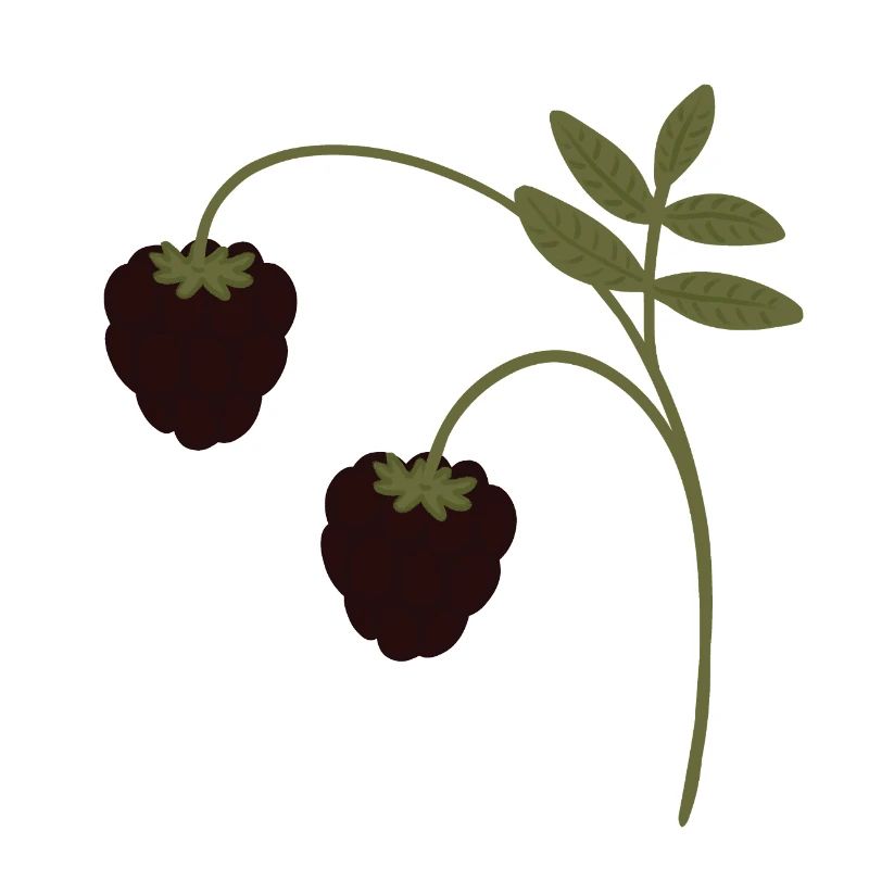 Brombeeren