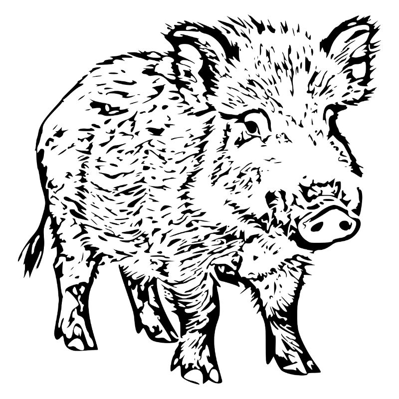 sanglier