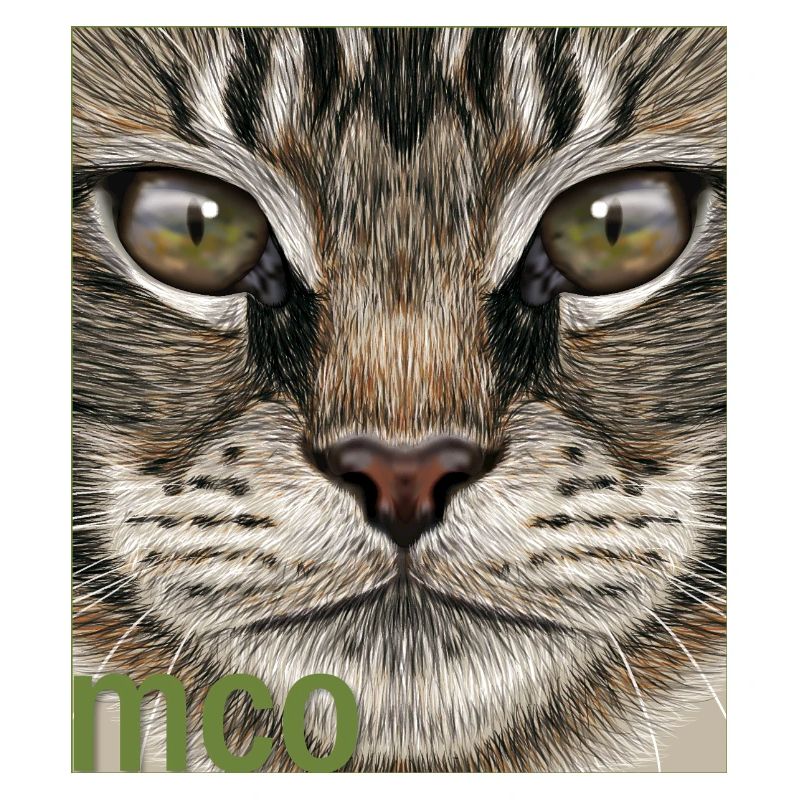 Chat Maine Coon