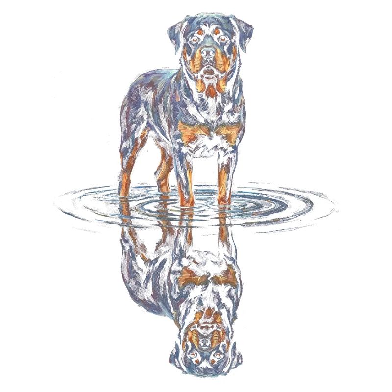Rottweiler with water reflection