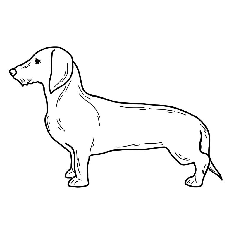 Dackel