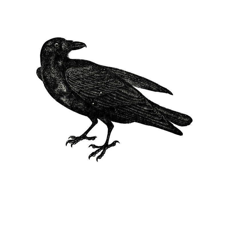 Crow raven lovers distressed