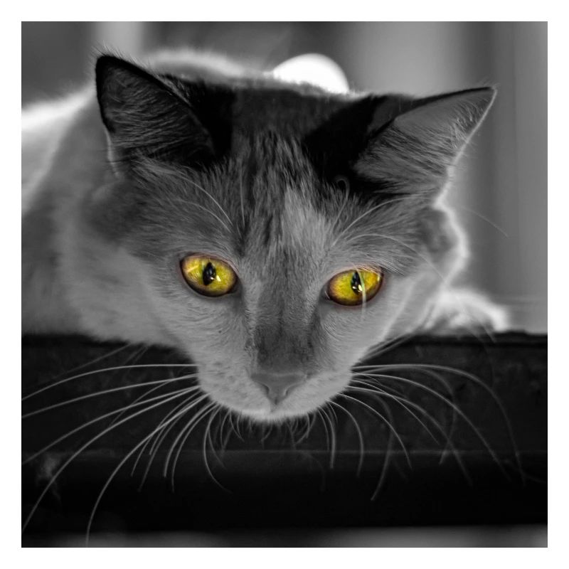 le chat