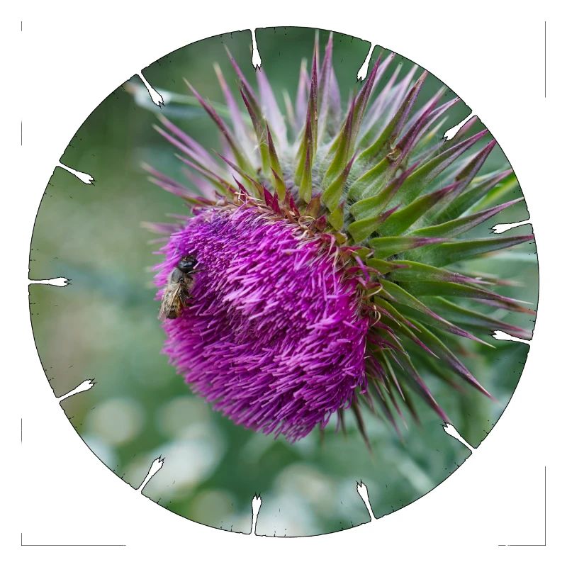 Die Distelblüte wird oft als Unkraut verschrien