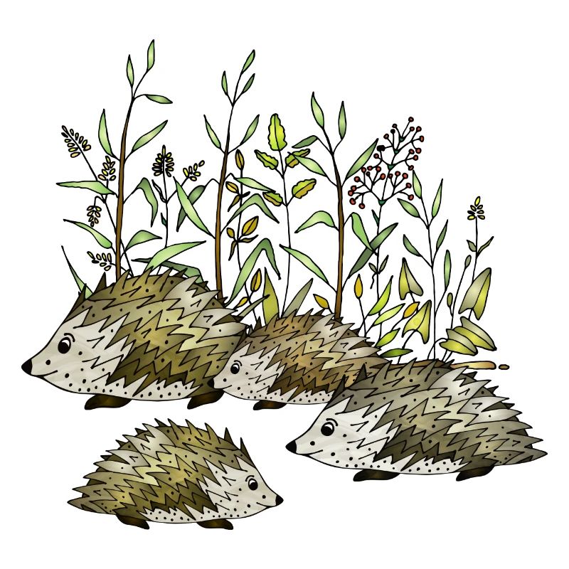 Hedgehogs