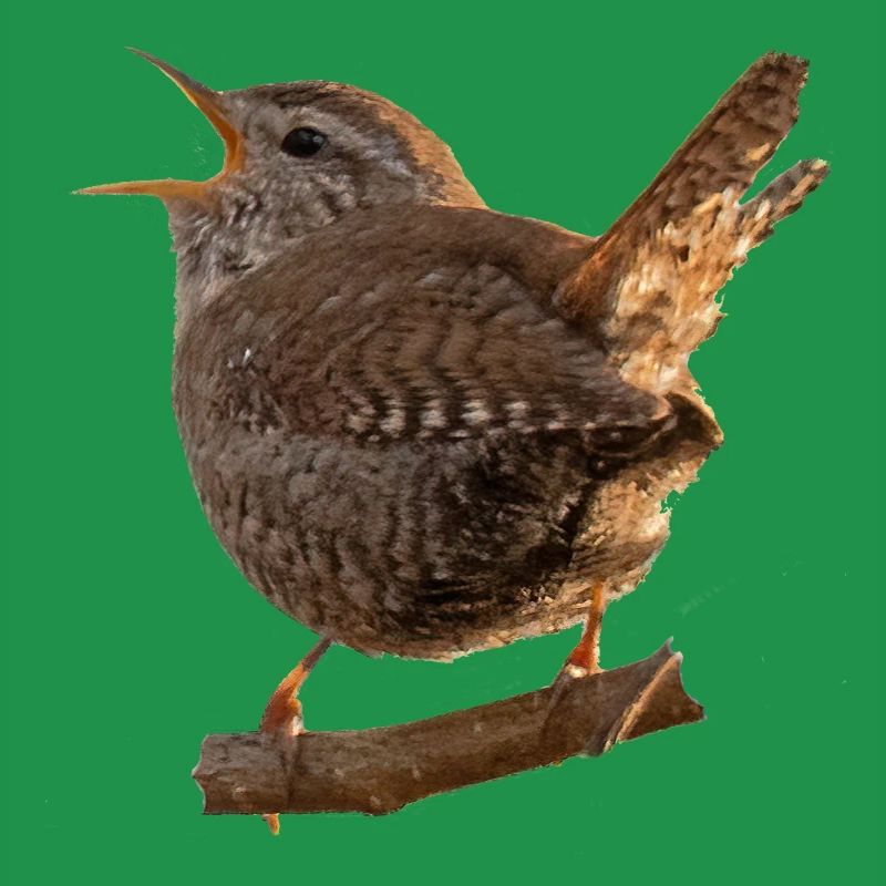wren
