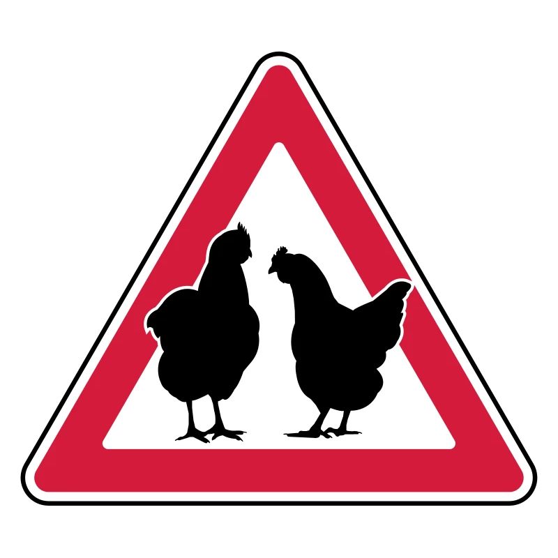 Chicken evening chicken attention free-range hens