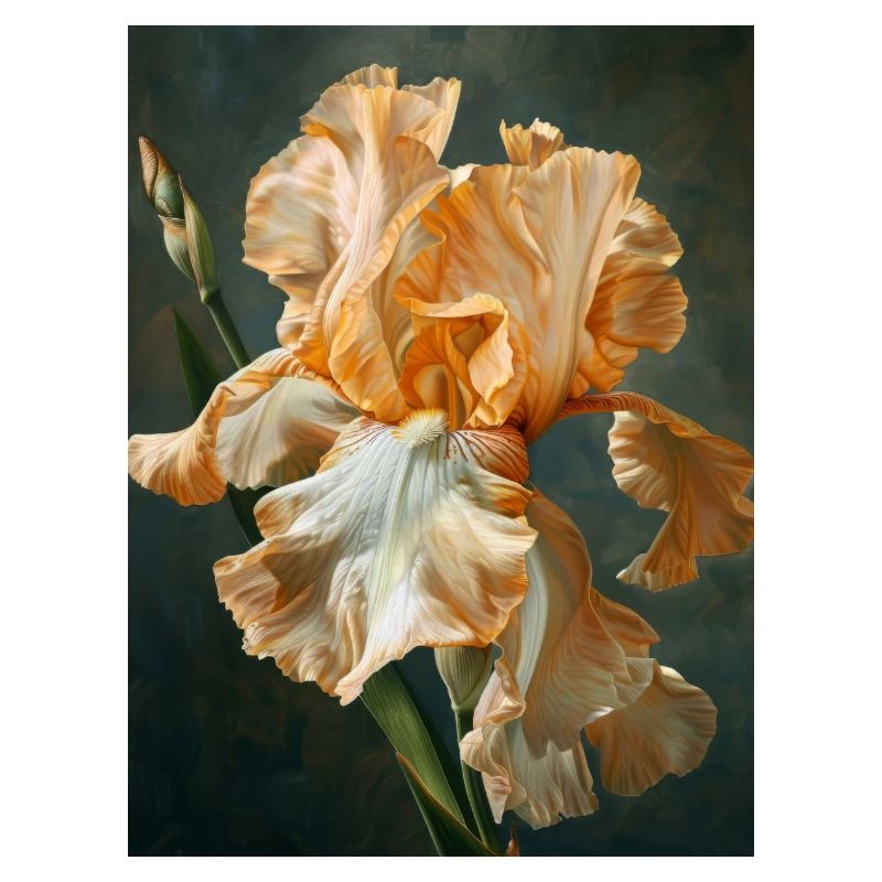 Iris FL 73