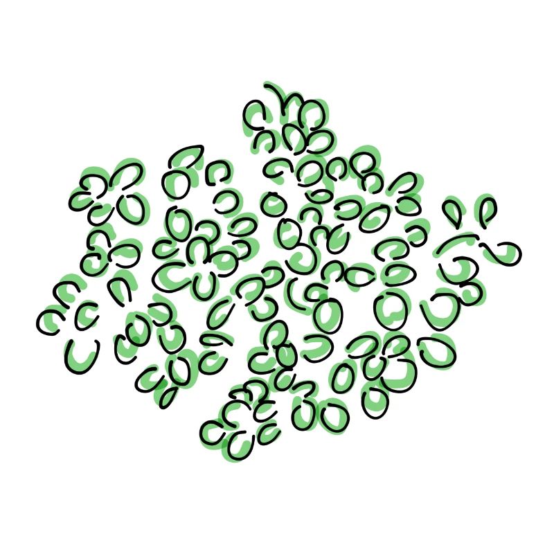 Oregano