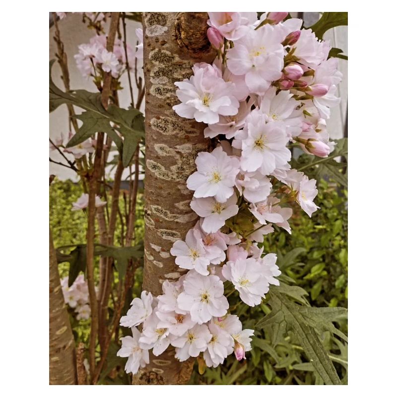 Delicate cherry blossoms on tree trunk