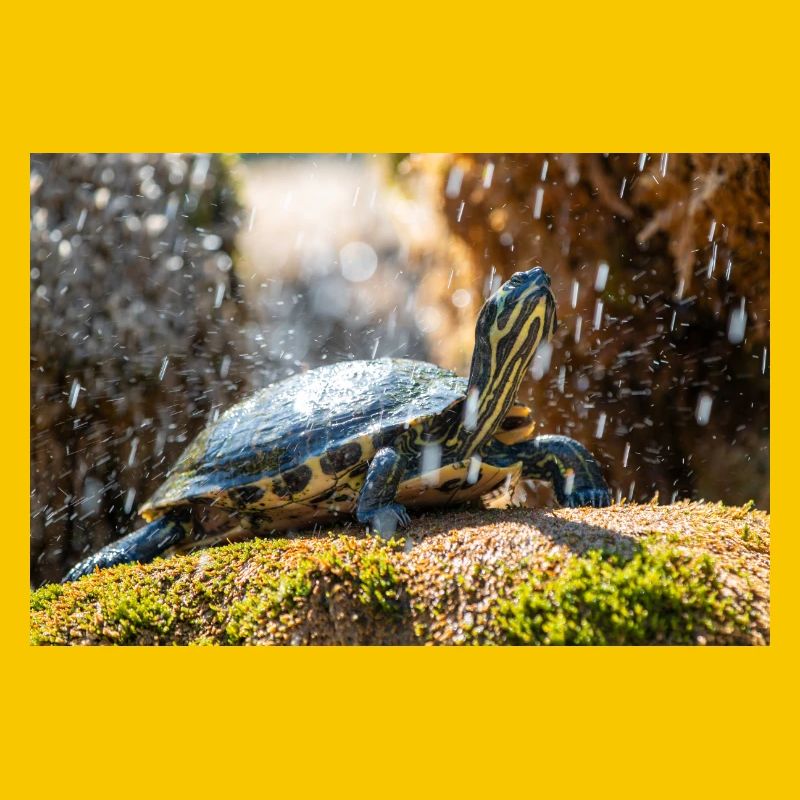Gelbbauch-Slider Trachemys scripta scripta