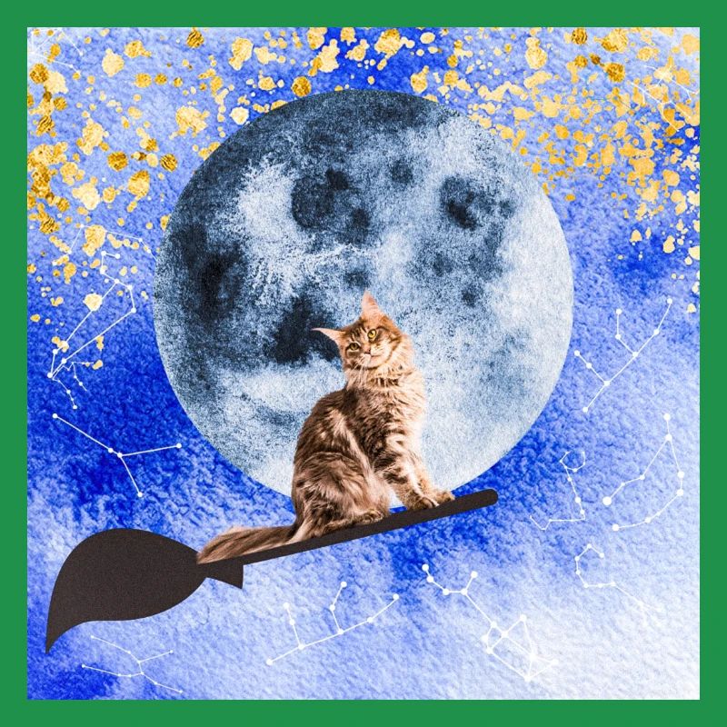 Cat wizard