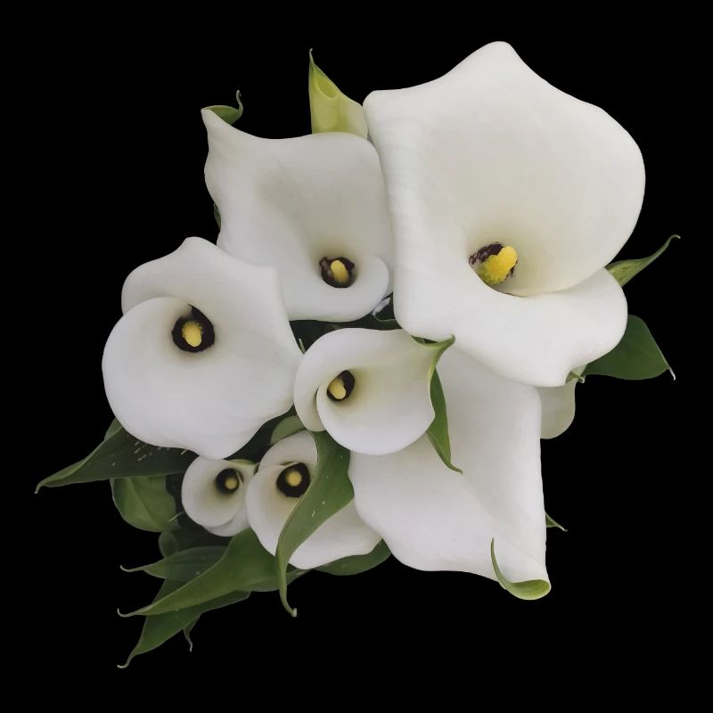 WHITE CALLAS