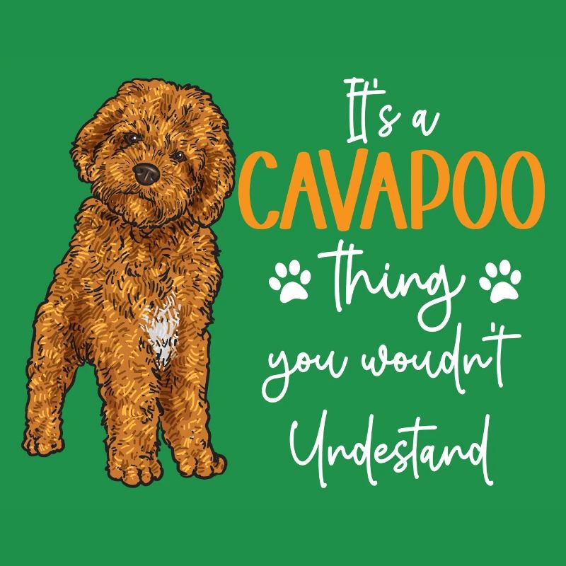 Cavapoo Cavoodle Capoodle Hund