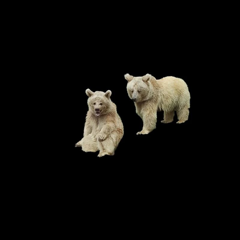 Bär
