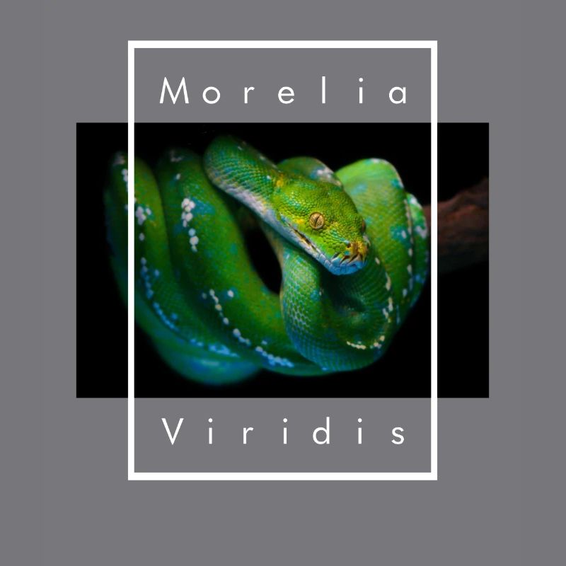 Morelia Viridis Grüner Baum Python Schlangenhalter