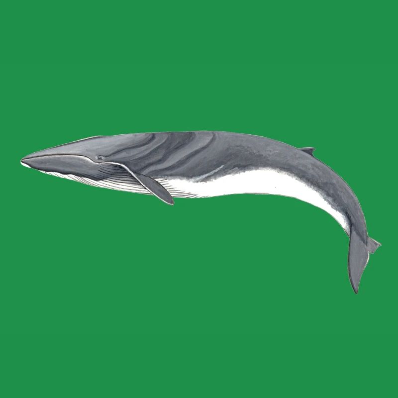 rorquals - rorqual - rorqual commun