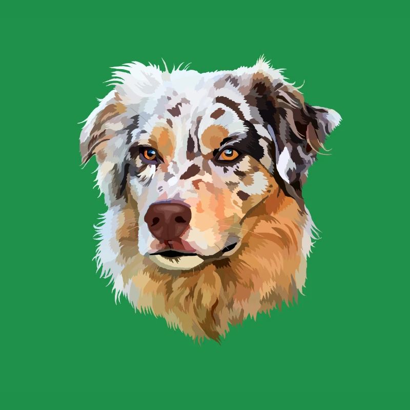 Australian Shepherd Aussie Red merle Hunderasse