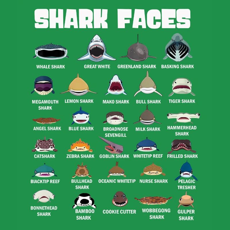 Types de visages de requin. Identification du visage du requin