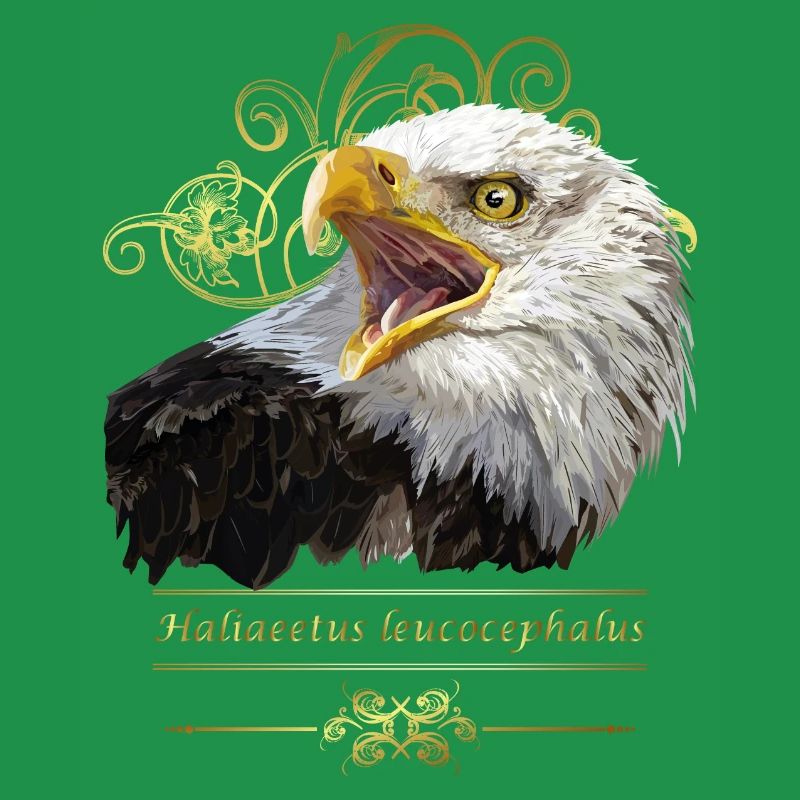 Bald eagle