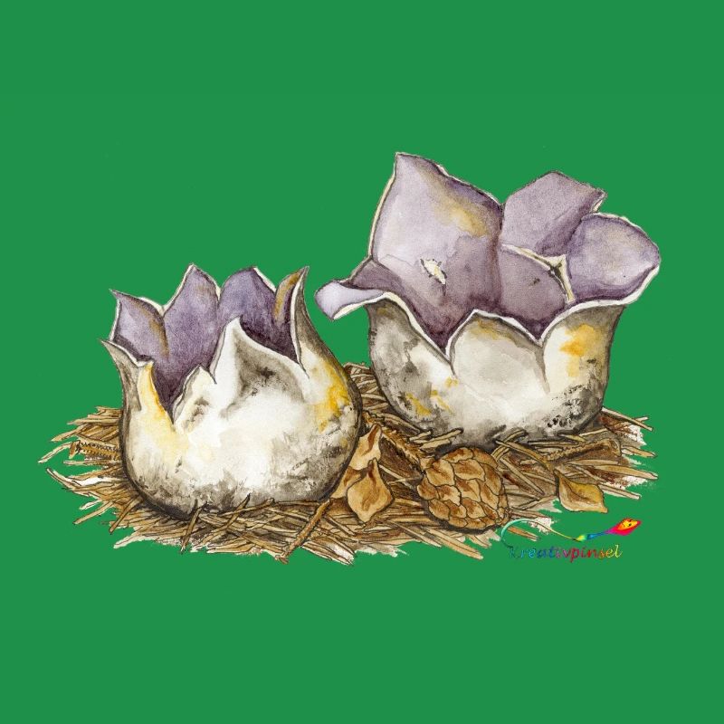 Crown cup (Sarcosphaera coronaria)