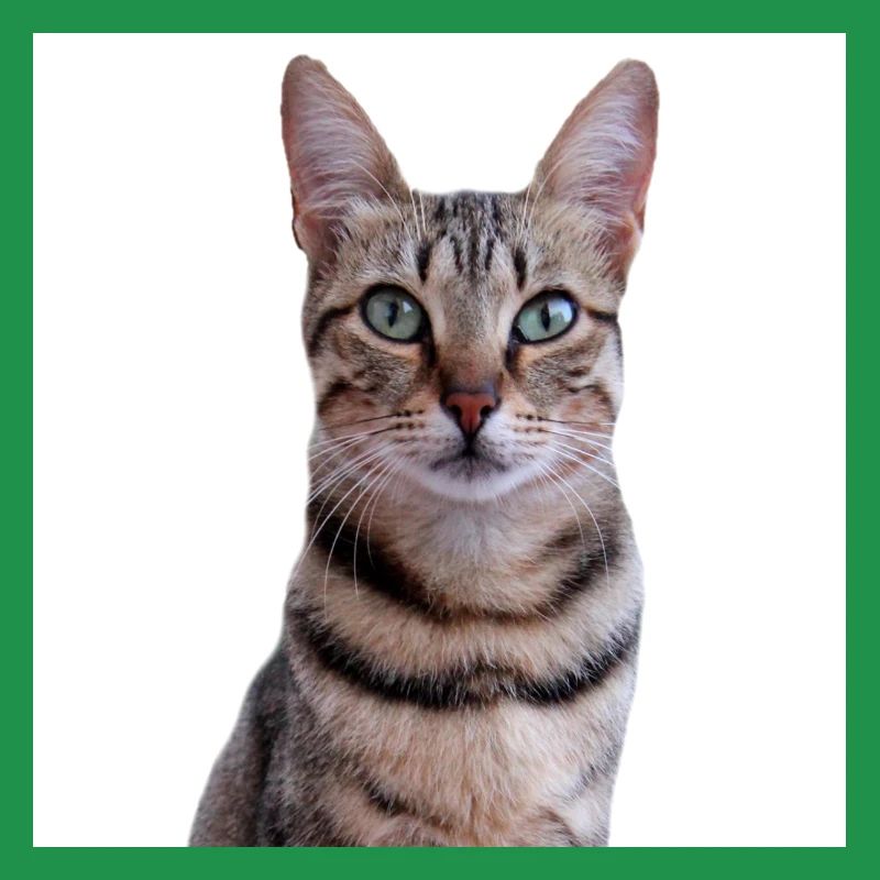 Chat chat chaton doux