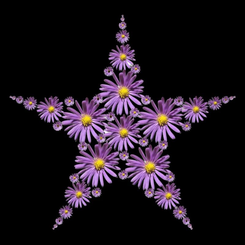 Étoile de fleurs d’aster pourpre