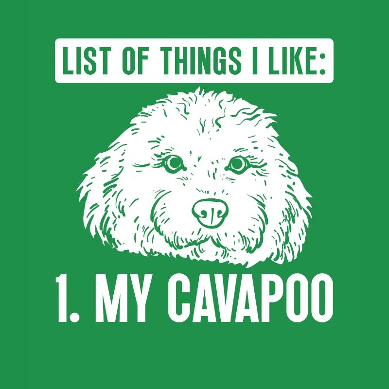 Cavapoo Cavoodle Capoodle Chien