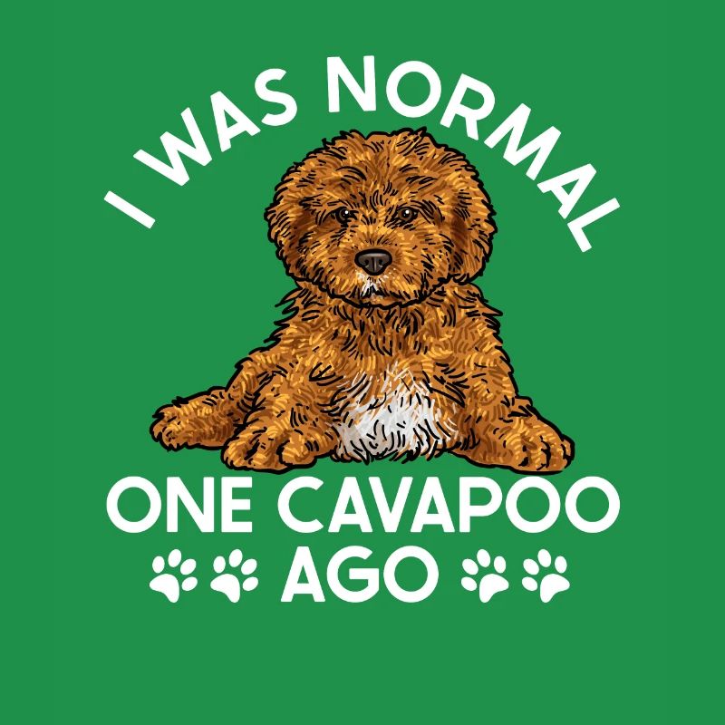 Cavapoo Cavoodle Capoodle Dog