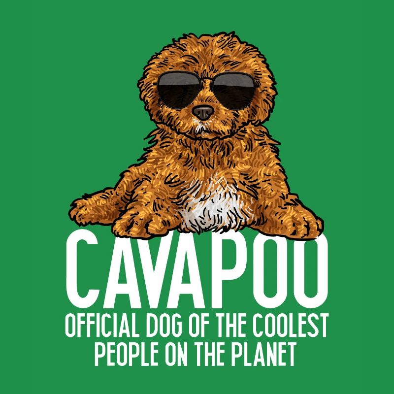 Cavapoo Cavoodle Capoodle Chien