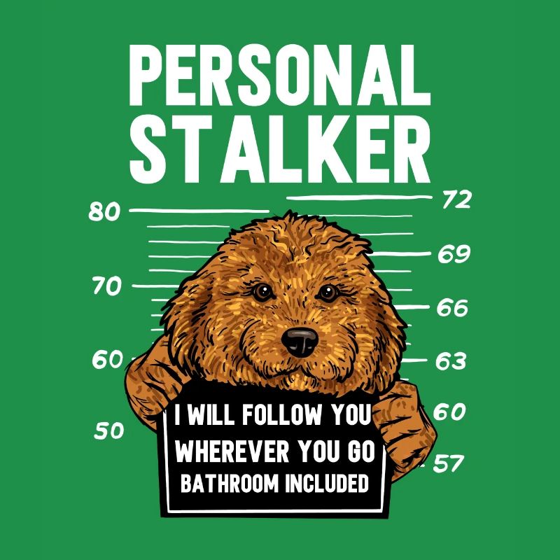 Cavapoo Cavoodle Capoodle Hund